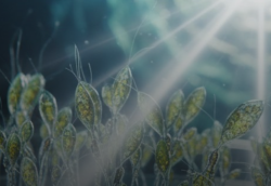 КЛЕТКИ ЖИВОТНЫХ НАУЧИЛИ «ПИТАТЬСЯ» СВЕТОМ