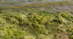 УЧЁНЫЙ ПРЕДЛОЖИЛ ДЕЛАТЬ ИЗ ТИНЫ АЗОВСКОГО МОРЯ КОРМОВЫЕ ДОБАВКИ ДЛЯ ЖИВОТНЫХ