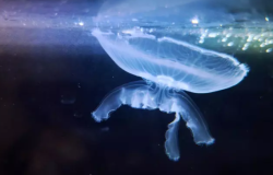 УШАСТЫЕ МЕДУЗЫ ПОМОГУТ СЛЕДИТЬ ЗА ЧИСТОТОЙ МОРЕЙ