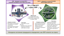 ПОЧЕМУ ОДНИ КЛЕТКИ ПОГИБАЮТ, А ДРУГИЕ СТАНОВЯТСЯ ДОЛГОЖИТЕЛЯМИ: ОТВЕТ НАЙДЕН